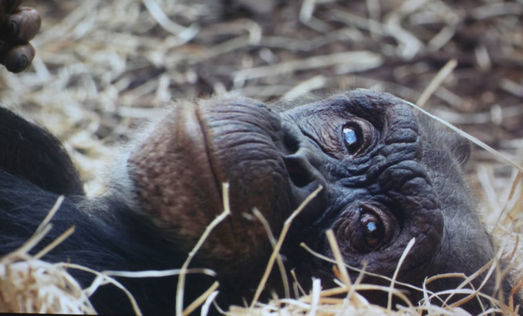 Epson-PowerLite-5520W_Explained-Chimp The Epson PowerLite 5520W is super sharp and does a fantastic job on projecting video.