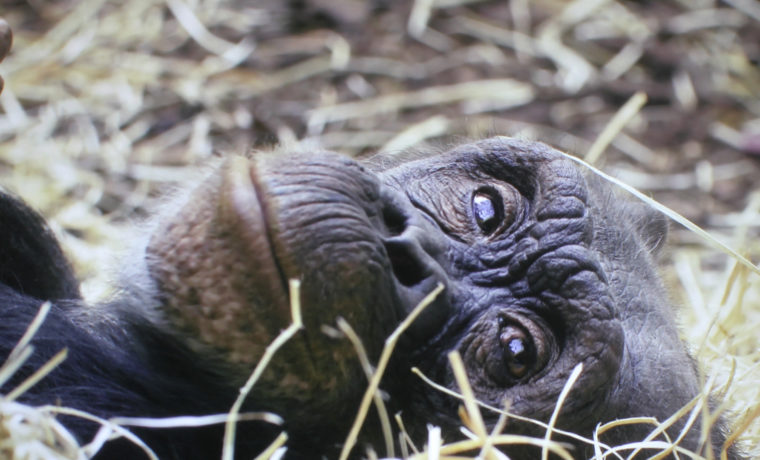 The Vivitek DH3660Z is beautifully sharp when projecting 1080p video content.